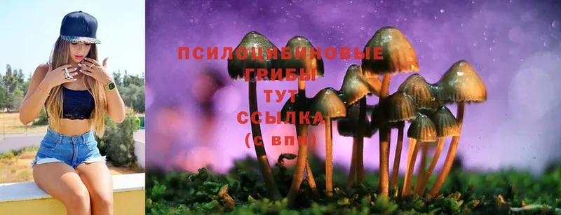 купить закладку  Великие Луки  Псилоцибиновые грибы Psilocybe 